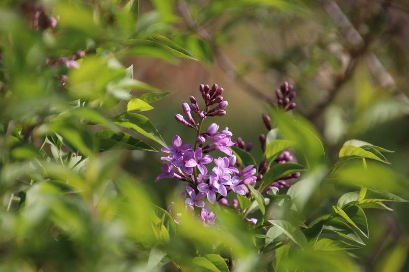 Sprawdzian Z Biologii Puls życia Dział świat Roślin